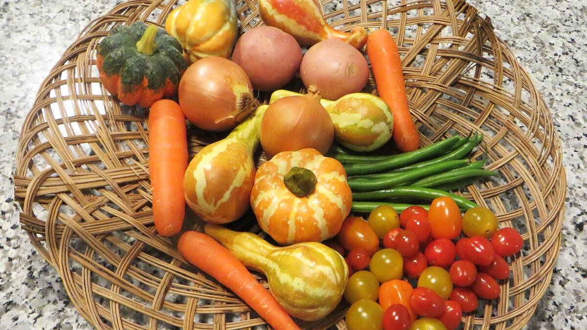 RICH HARVEST: Summer crops can include potatoes, carrots, beans, corn, tomatoes, pumpkin and squash of many kinds as well as a number of different herbs. Photo: Paul Lucas.