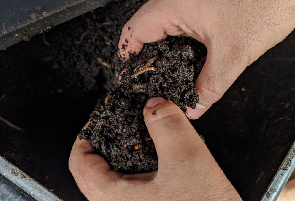 DIG IN: Worm farms are a great way to turn your organic waste into rich fertiliser to feed your garden.Photo: Samara Ross