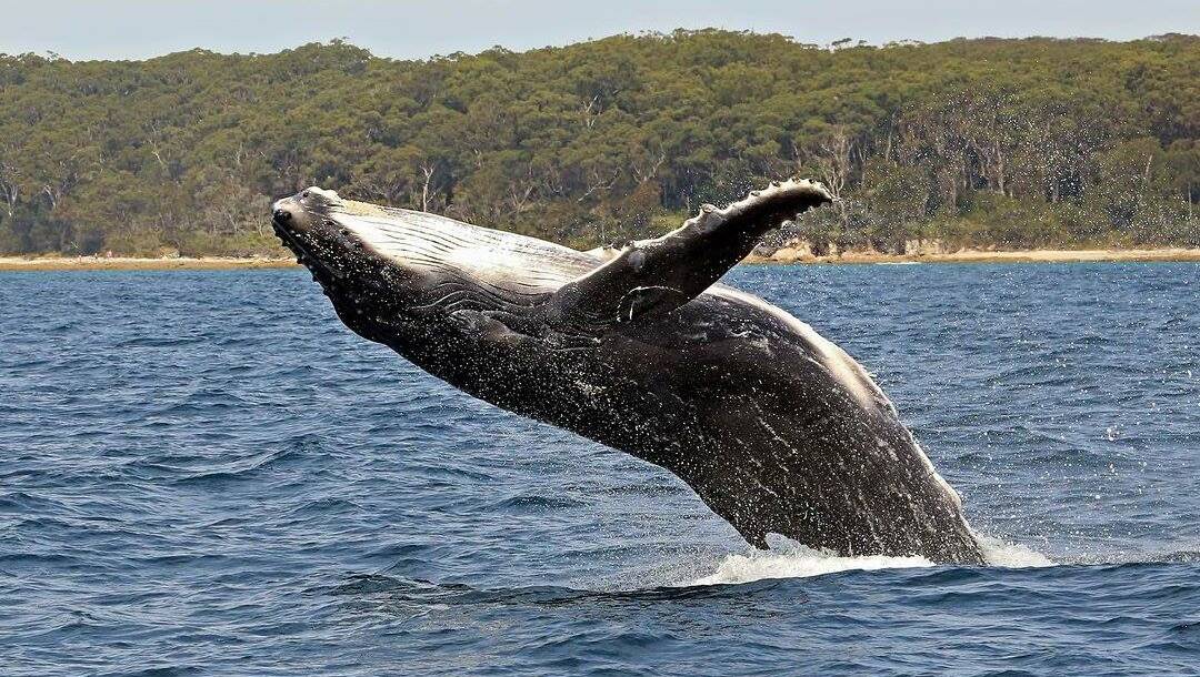 There are many spots in Shoalhaven to go whale watching.