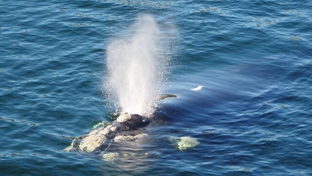 Southern right whales have distinctive callosities on their head area. Photo: ORRCA