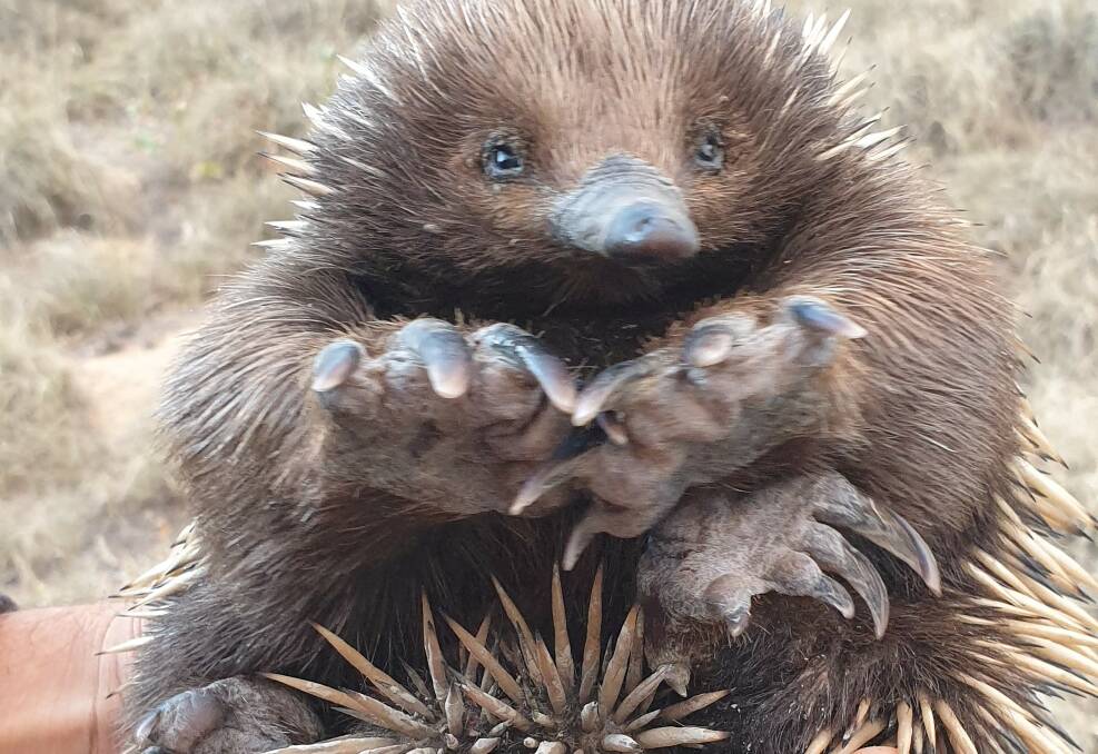 PUGGLE CUDDLE: This 'fearless' baby echidna is now an internet sensation after its photo was featured on Bush Heritage Australia's social media feeds. Photo: Kim Jarvis.