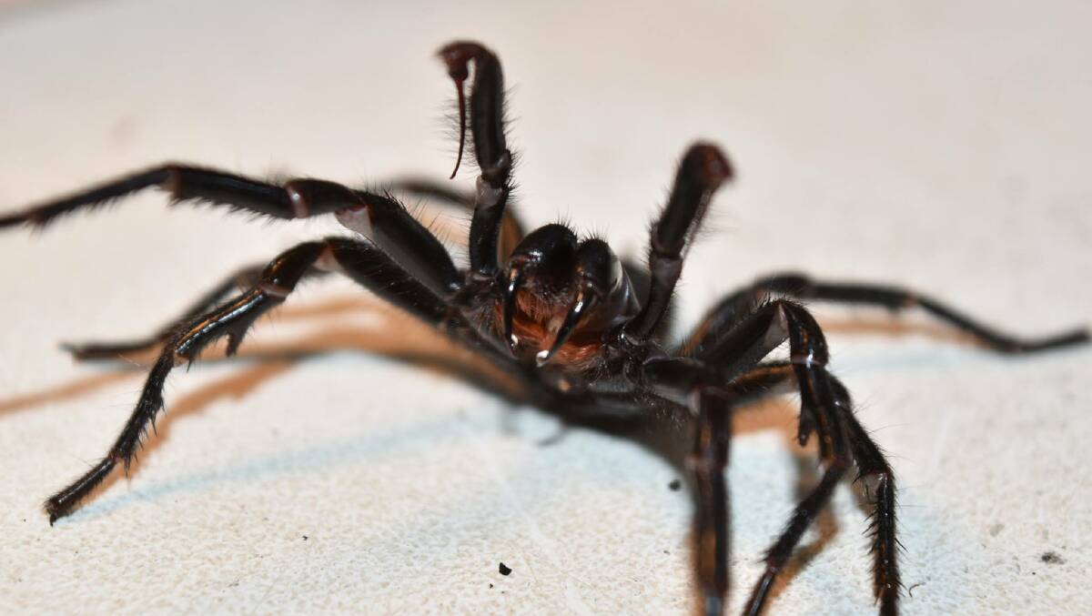 WATCH OUT: Funnel webs are on the move, due to recent wet weather. Photo: Australian Reptile Park