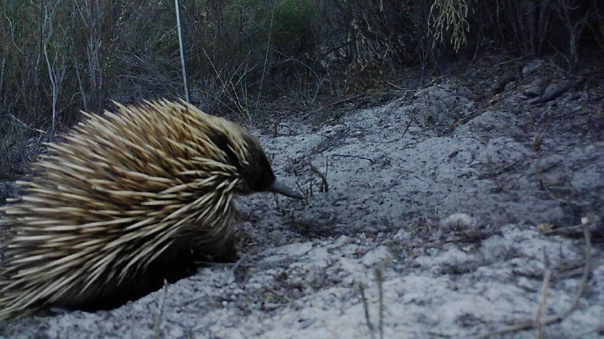 Longer, thinner and paler spines set the KI echidnas apart from their mainland Australia cousins.