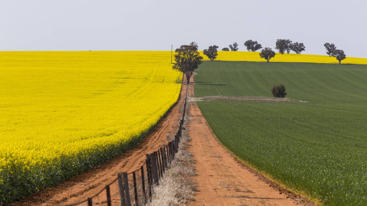 HELLO, YELLOW: The Canola Trail, north of Wagga Wagga, takes in the towns of Junee, Temora and Coolamon. Photo: Destination NSW