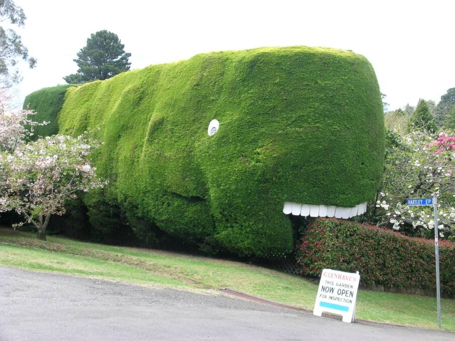 Whale of a time: The hedge in peak health, probably about 2000.