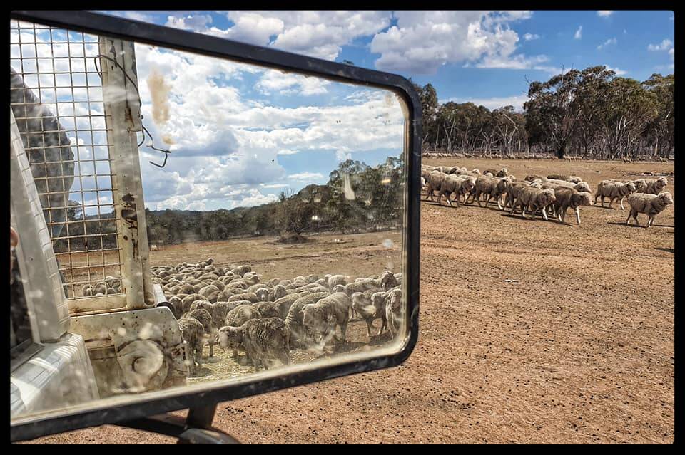 HARD TIMES: Hungry sheep waiting for feed in northern NSW. Picture: Steph Stewart