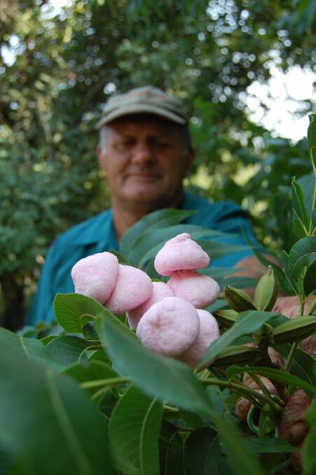 TOUGH: Cheap, foreign confectionary imports pose a big challenge for Australian marshmallow growers. 