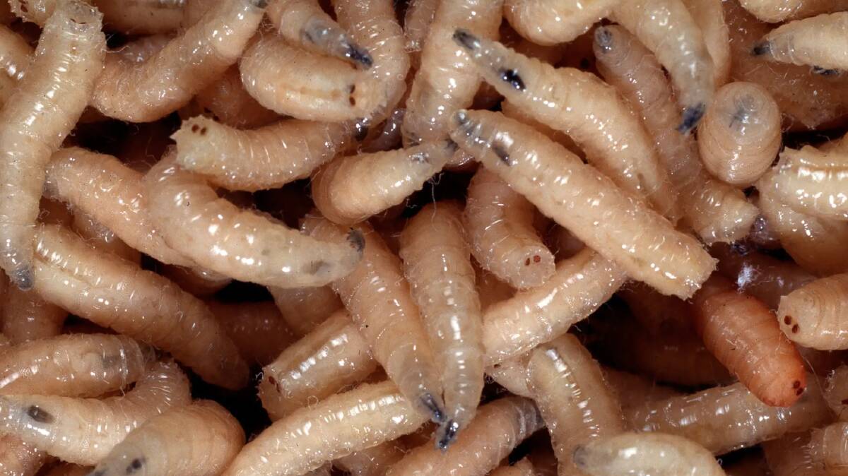 An elderly resident in an increasingly substandard NSW aged care facility has been hospitalised after maggots were found in his head. Photo: Mary Evans, Natural History Museum