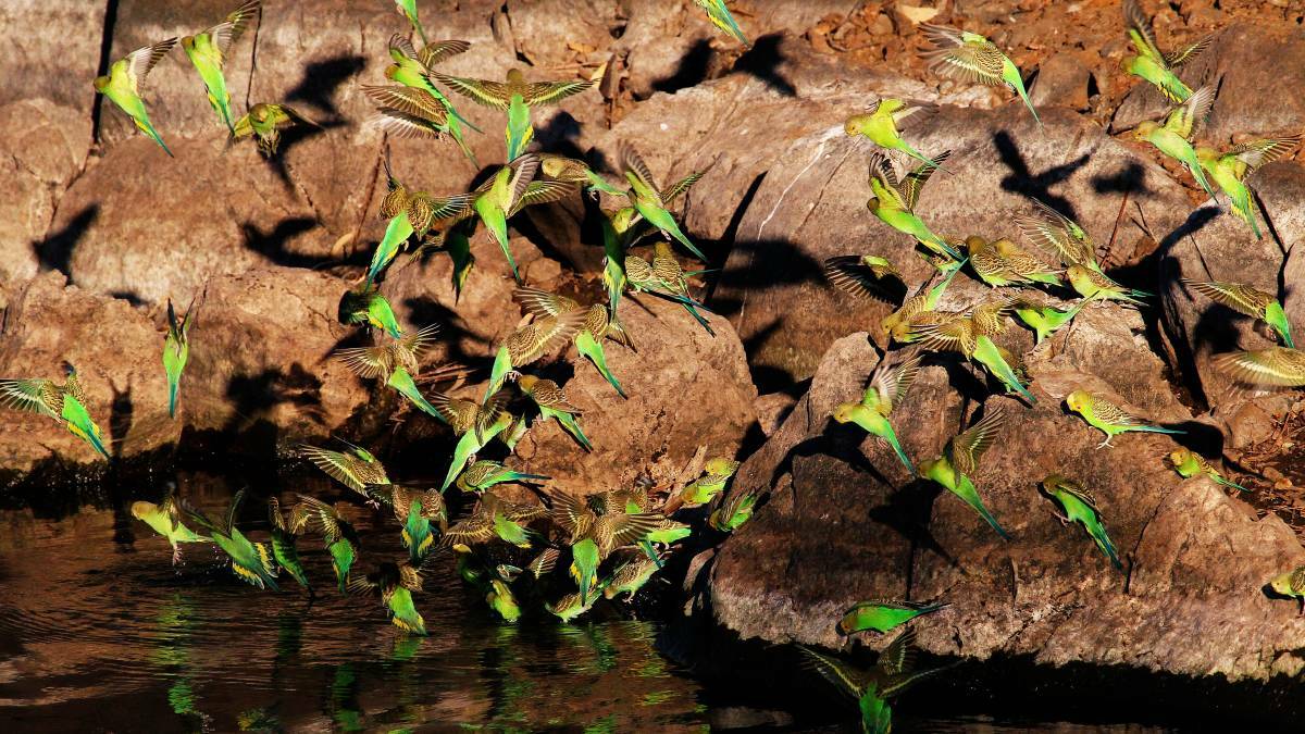 Budgies at Mary Kathleen Dam near Mount Isa. Photo: Jarrad Barnes
