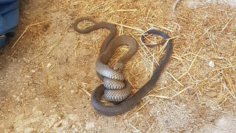 Tatiara's Shaun Taylor stumbled across an eastern brown snake in the process of polishing off another eastern brown snake.