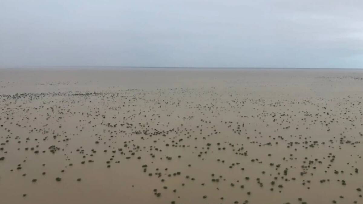 Severe flooding stretches across a vast area of the Queensland Gulf in north west Queensland. Photo:HUGH KILLEN (AACO).
