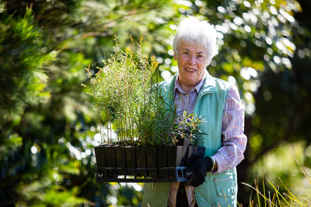PLANTING: Coordinator of Eleebana Residences Landcare Group Nancy Lott has been working to transform Fossil Wing Creek. Picture: Lake Macquarie City Council