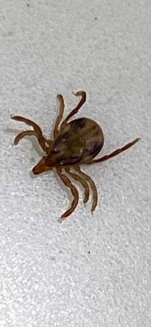 Janis Nicklas pulled this tick out with tweezers. Picture supplied.
