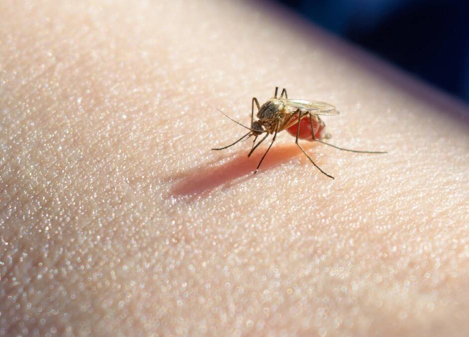 INFLUX: NSW Health has warned residents about an influx of mosquitoes in the area. Photo: SHUTTERSTOCK