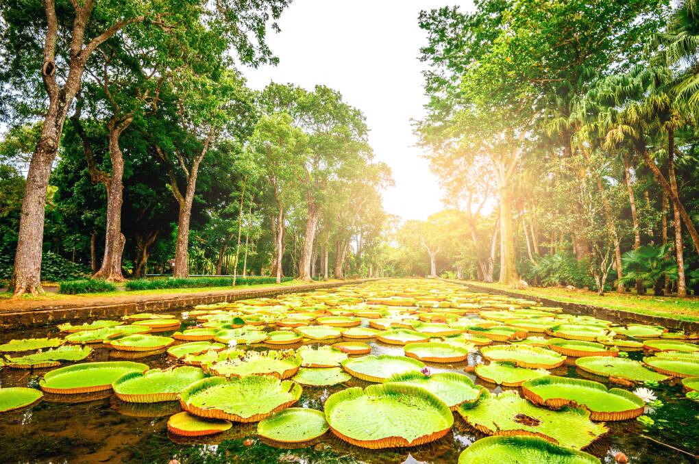 Giant water lilies on the paradise island of Mauritius. Picture Shutterstock