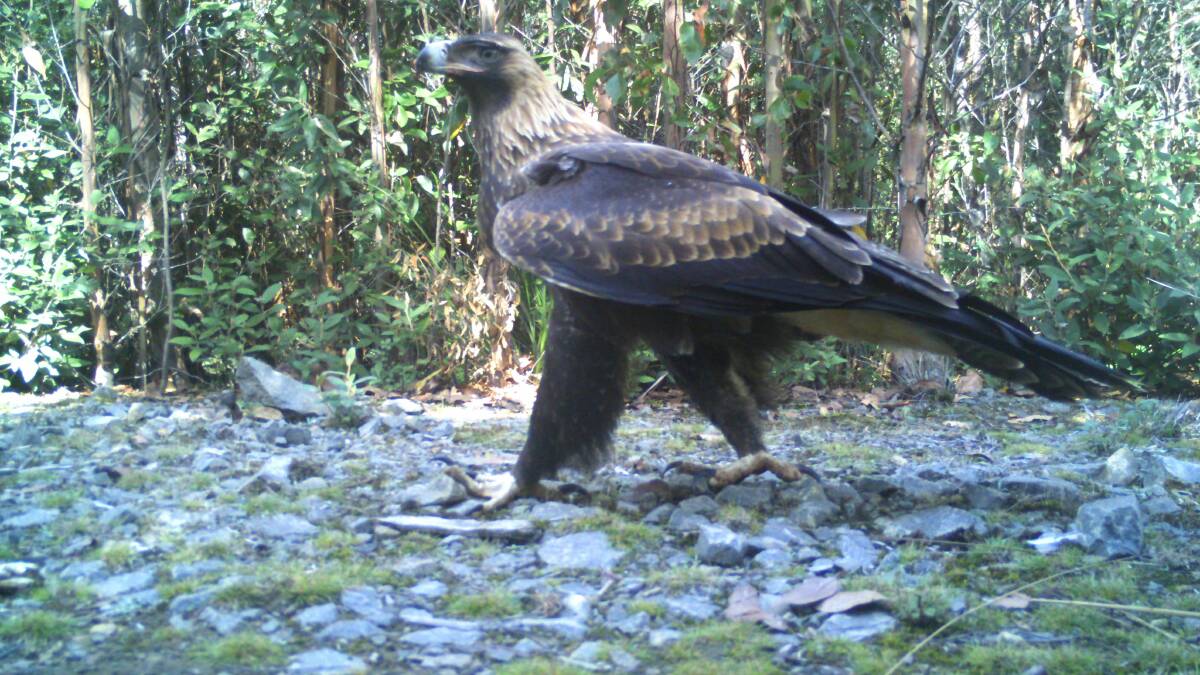 A Tasmanian Wedge-Tailed-Eagle on camera in 2021.