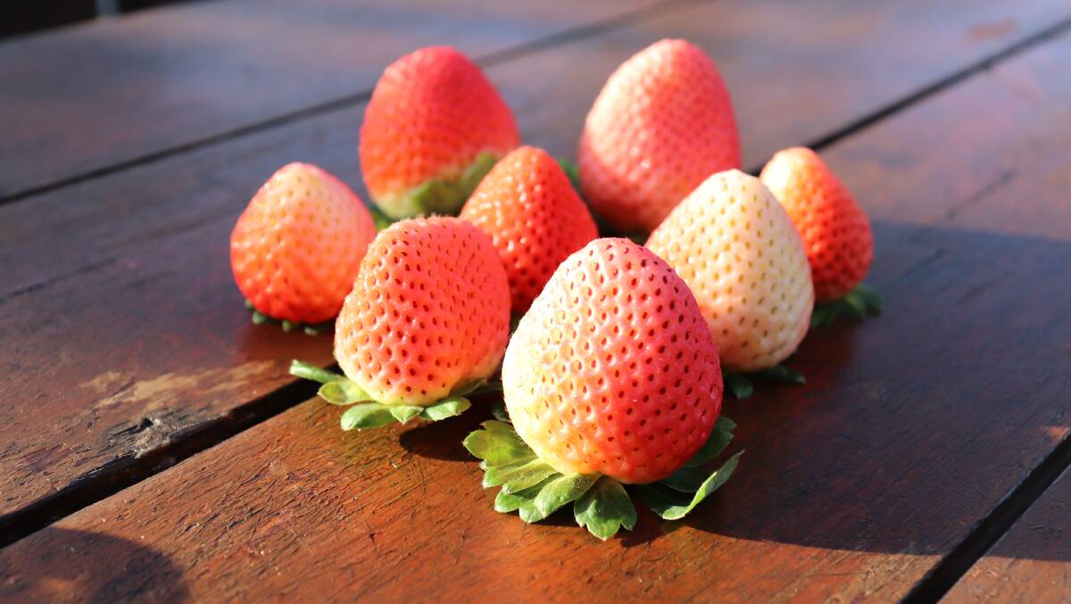 The pink and white strawberries. Photo: Supplied