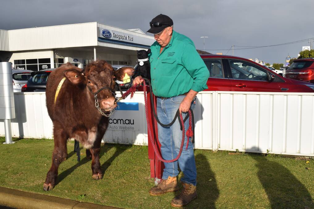 Winston the Steer and Dardanup farmer Peter Milton.
