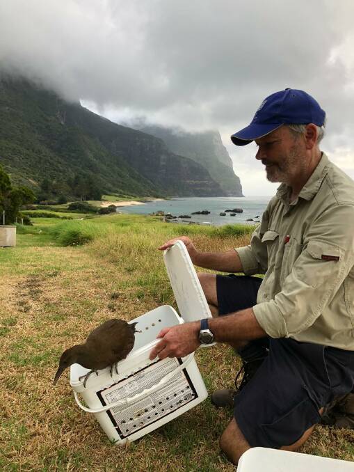 Dr Terry O'Dwyer releasing a woodhen after captive management for the duration of the rodent eradication project. Photo: Supplied