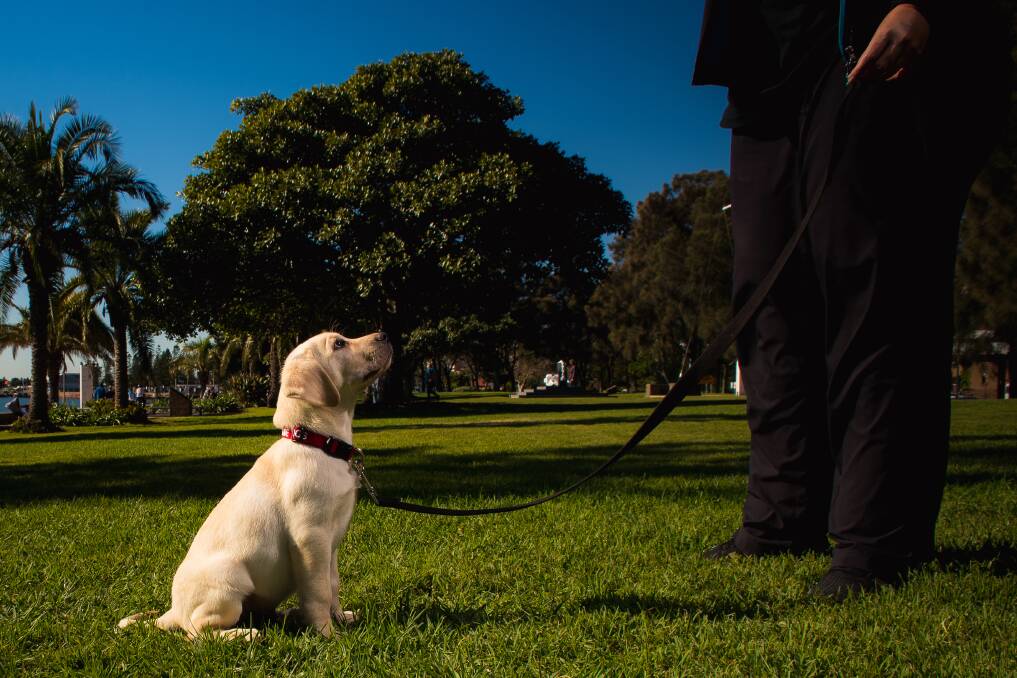 A dog's tale: This little Labrador, Ferris, hopes to inspire Newcastle families to care for Guide Dog pups just like him. Picture: Simon McCarthy