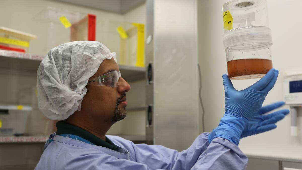 HATCHING PLANS: A new type of genetically modified mosquito could help end the dengue fever epidemic. Pictured: Dr Prasad Paradkar observing freshly hatched mosquitoies and larvae.