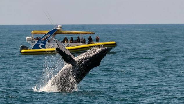 LIFE'S A BREACH: Port Macquarie is a great place to do some whale watching.