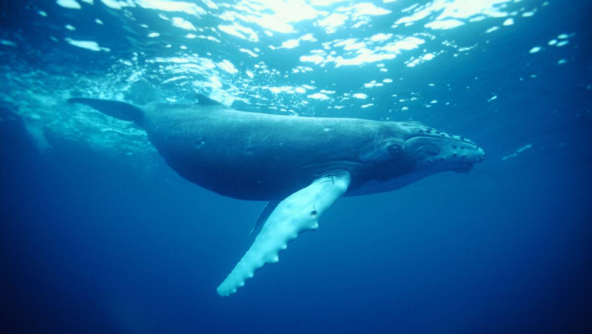 LARGER THAN LIFE: Coffs offers many vantage points for whale watching. Photo: Destination NSW Coffs Coast Marketing