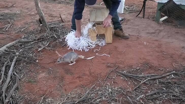 HOME SWEET HOME: One of six bilbies being released into the Currawinya bilby enclosure just before Easter.