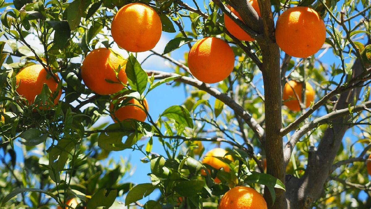 VITAMIN SEE: New research has found eating oranges regularly can reduce the chances of developing late macular degeneration. 