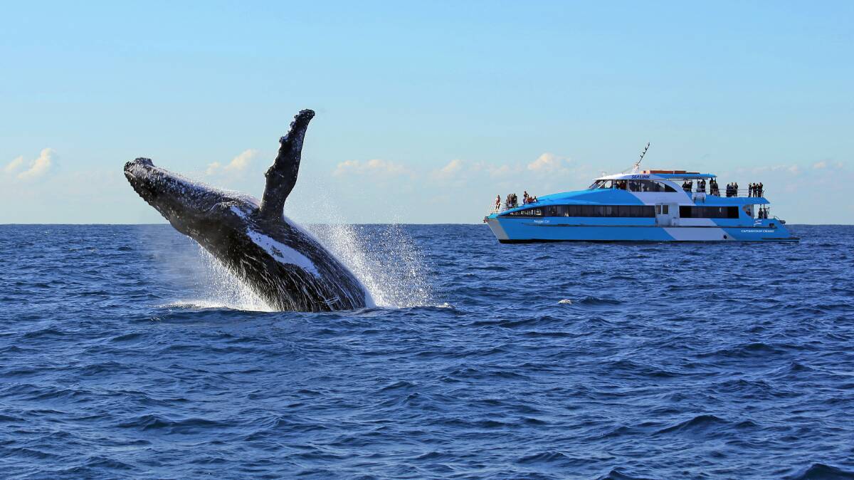 BACK IN TOWN: Whale watching season is back! Passengers observe a breaching humpback from a Captain Cook Cruises catamaran. Photo courtesy of Captain Cook Cruises Sydney.