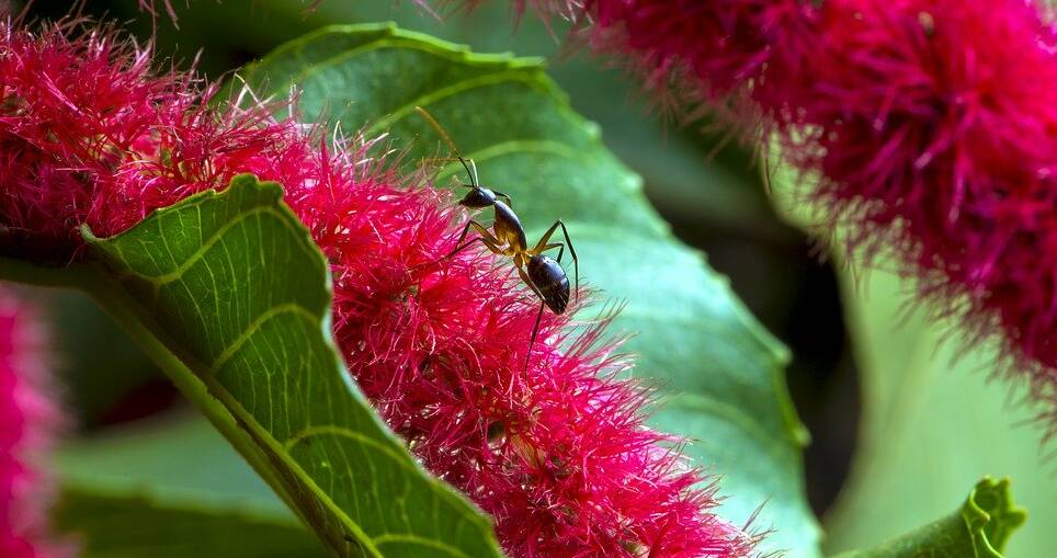 SWEET PEE: Sugar ants' penchant for pee may be helping the environment.