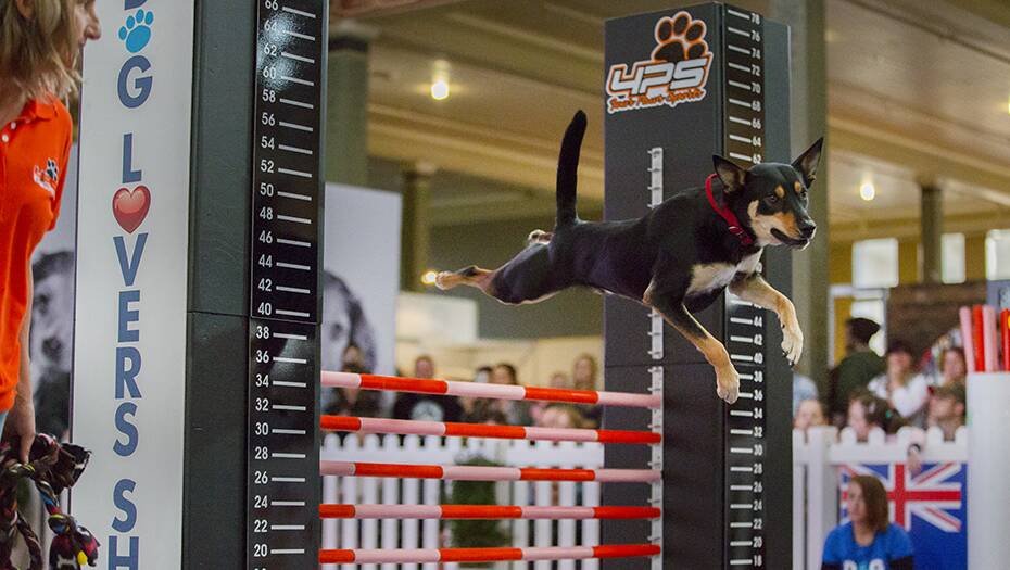 JUMP TO IT: If you're fond of dogs, you don't want to miss the Melbourne Dog Lovers Show at the Royal Exhibition Building from May 3-5.