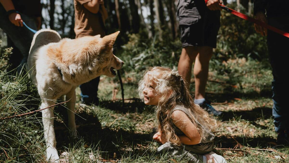 GOLDEN MOMENTS: Following the dingo trail. Photo: Nicky Cawood