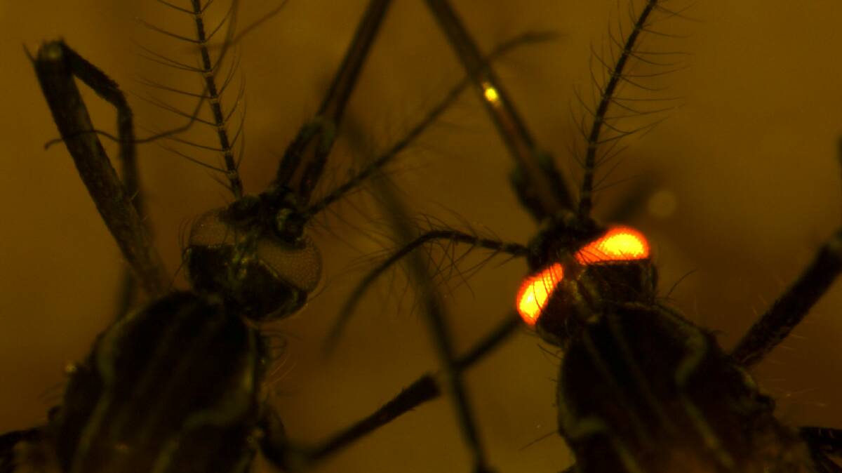 STANDING OUT: The modified mosquitoes were given a red eye gene to distinguish them.