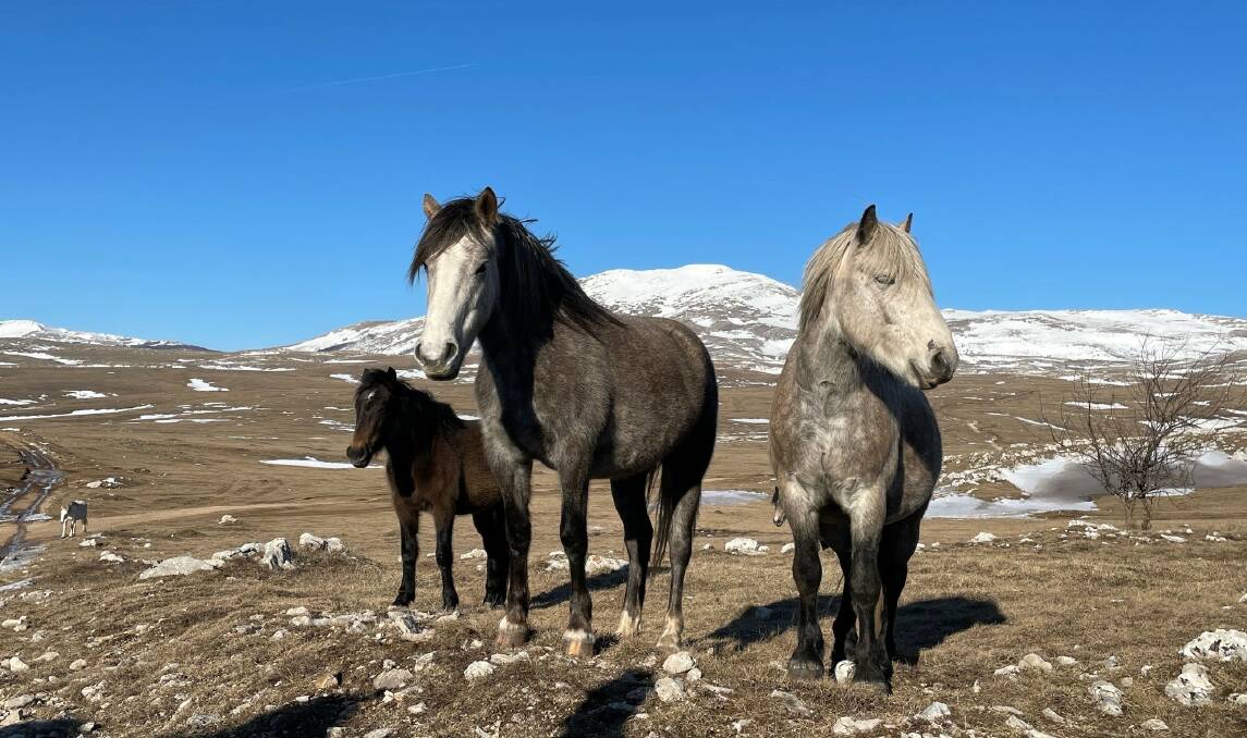 HORSES, NO COURSES: Searching for wild horses is just one of the adventures awaiting travellers during Intrepid Travel's upcoming Bosnia and Herzegovina Expeditions.