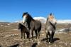 HORSES, NO COURSES: Searching for wild horses is just one of the adventures awaiting travellers during Intrepid Travel's upcoming Bosnia and Herzegovina Expeditions.