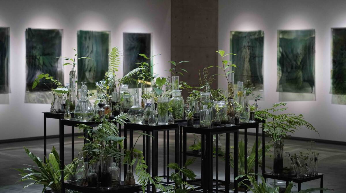 GREEN DREAM: Janet Laurence's Entangled Garden for Plant Memory installation, pictured at Yu-hsiu Museum of Art in Taiwan in 2020.