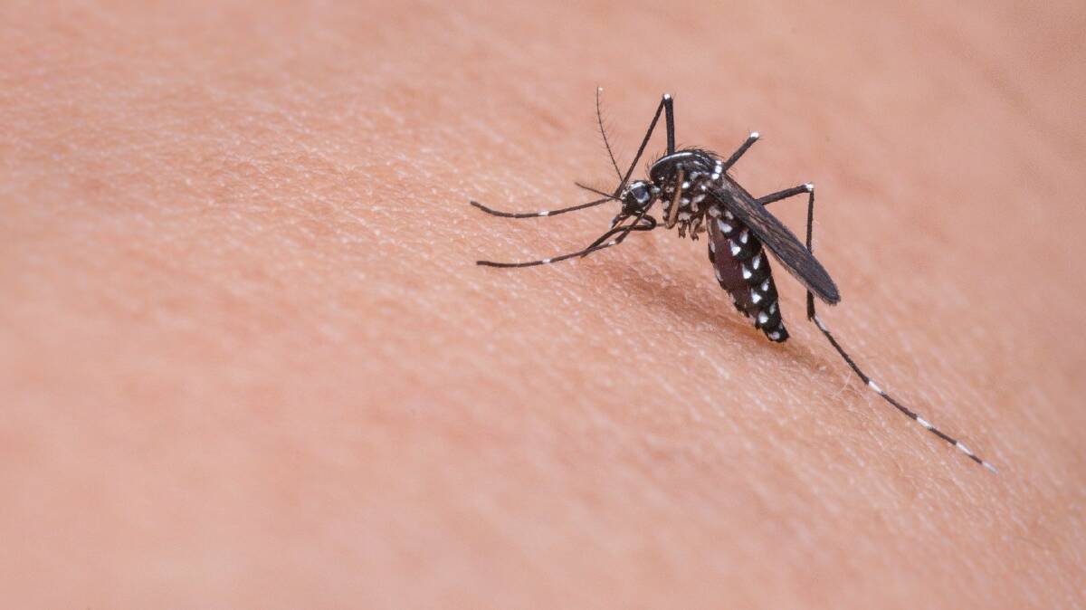BUZZY WORK: Scientists are asking for your help in monitoring mosquito populations. 
