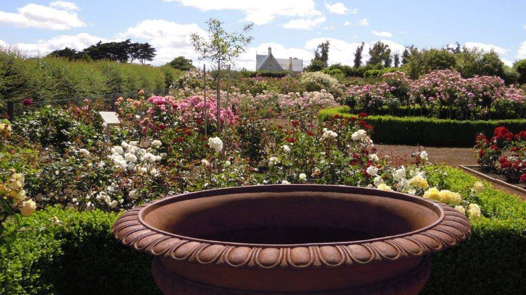 IN BLOOM: the festival will showcase 4000 roses.