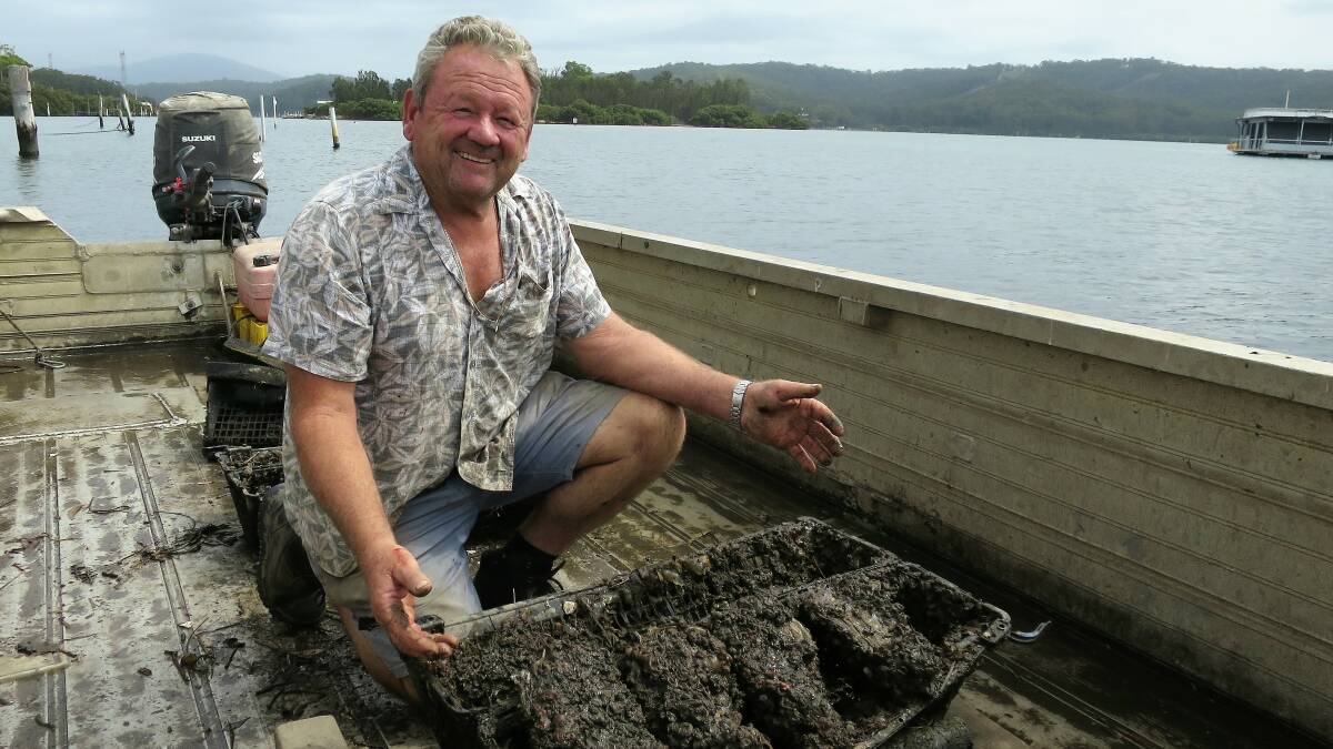 SIZE MATTERS: Bernie Connell has a number of contenders for this year's Australia's Biggest Oyster Competition, which takes place at the Narooma Oyster Festival.