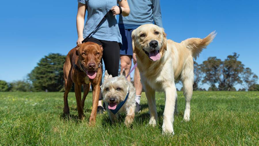 ALMS FOR THE PAW: Calling all dog owners. The Million Paws Walk wants you to sign up and help disadvantaged pups. 
