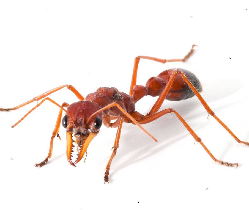 NO BULL: A new study on the venom of the giant red bull ant could pave the way for better treatments for pain. Photo: Dr Eivind Undheim and Dr Samuel Robinson.