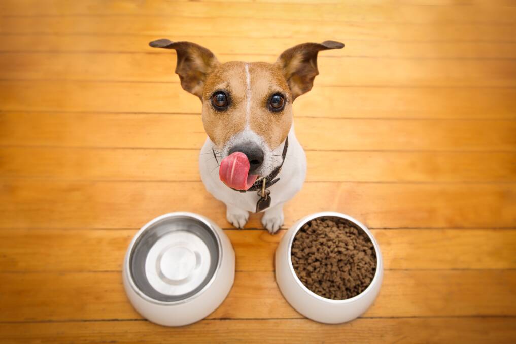Five reasons your pets need certain foods