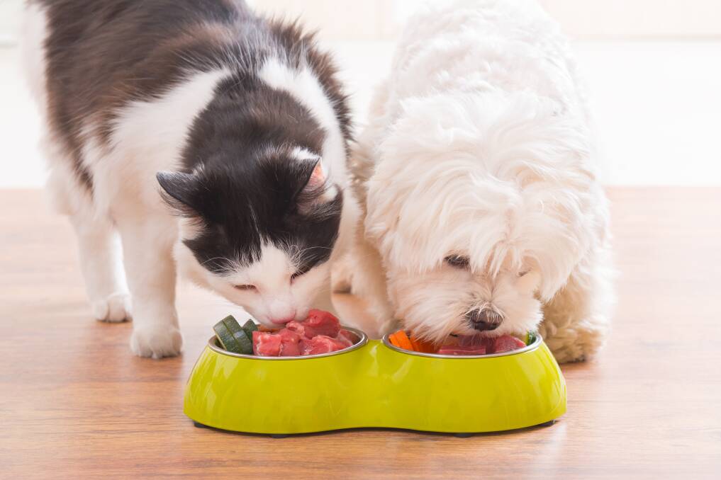 Five reasons your pets need certain foods