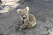 Kangaroo Island rallies to save wildlife among bushfire devastation