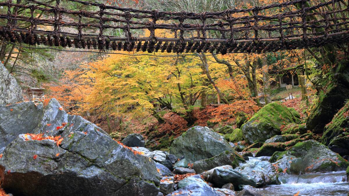 Kazurabashi vine bridge above the Iya River in Autumn. Picture: JNTO
