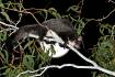 Greater glider pushed closer to extinction after bushfires, ongoing threat to habitat
