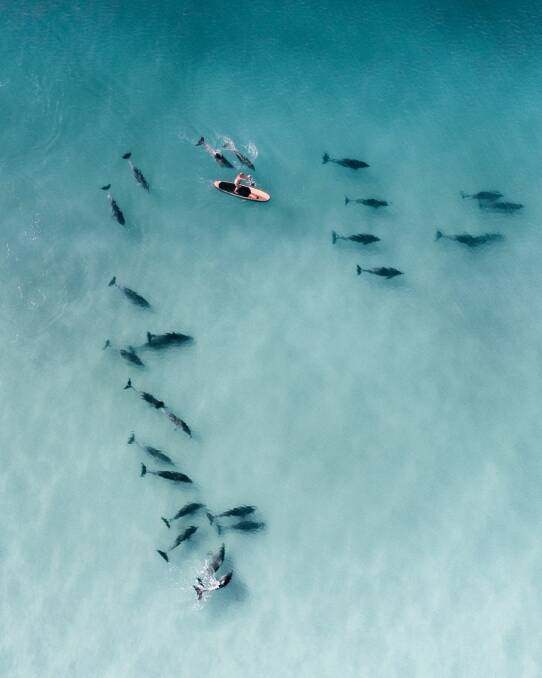 Dolphins surround kayakers at Jervis Bay. Photo: Ben Mack