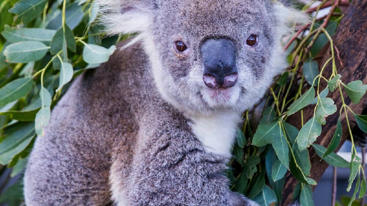The Koala Hopsital in Port Macquarie has been kept busy tending to injured koalas. Photo Destination NSW