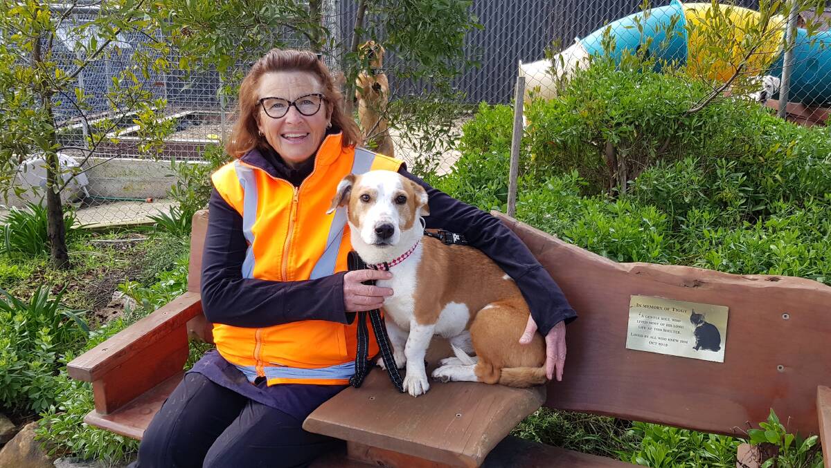 GIVING BACK: Alison de Boer with beagle corgi cross Joshua.
